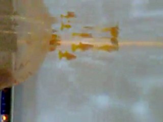 Albino full gold female guppy