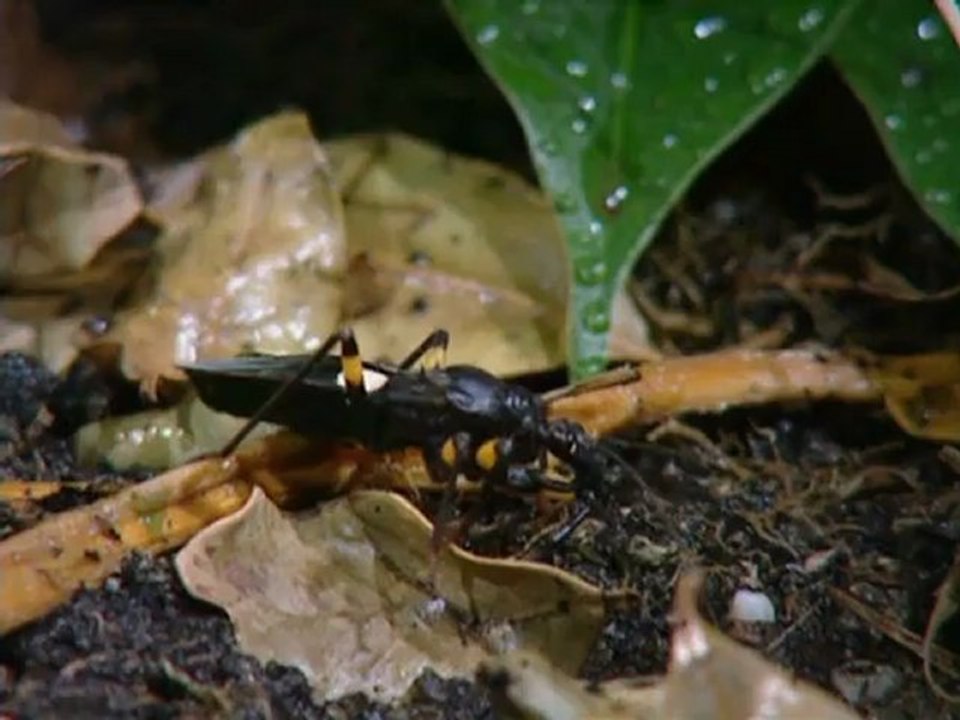 Curiosidades Animales