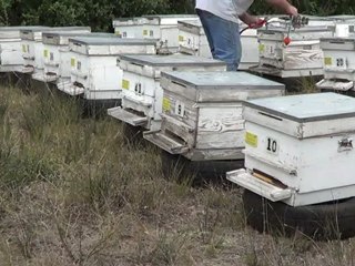 KOLONİLERDE OKSALİK ASİT BUHARLAŞTIRMA YÖNTEMİYLE VARROA MÜCADELESİ