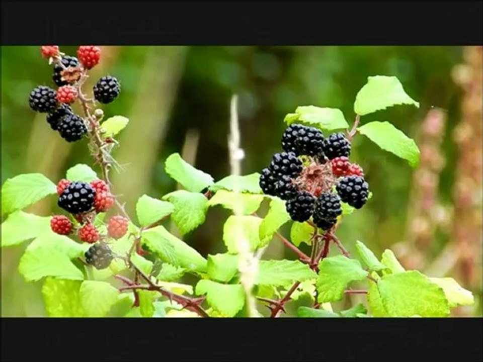 Chevreuils aux portes de l'automne