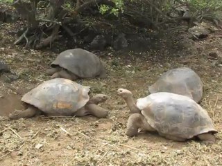 Tortues géantes Gallapagos