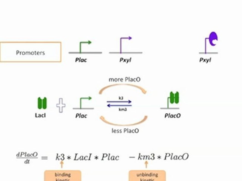 PlacO Equation