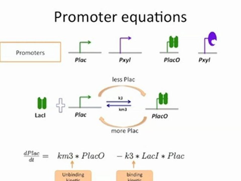 Plac Equation