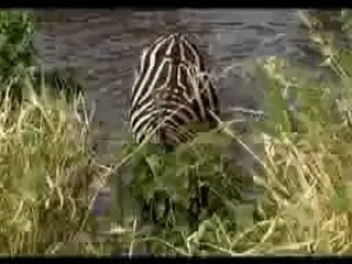 ALSesLi.Com, ALSesLi ASLAN VE ZEBRA (BELGESEL) BeTeR Siker LiSa!