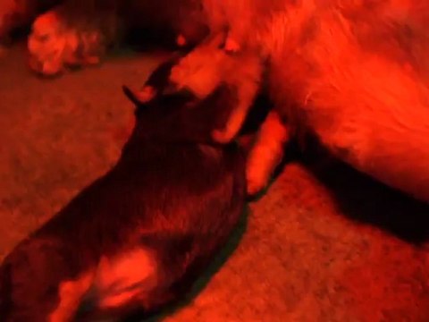 bébés welsh Terrier de Elle Ma Dit et Reno