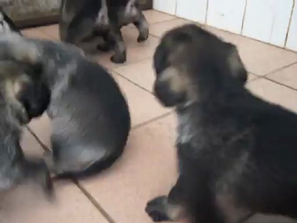 Bébés Schnauzers Moyens ( Divinidylle et Eugène)