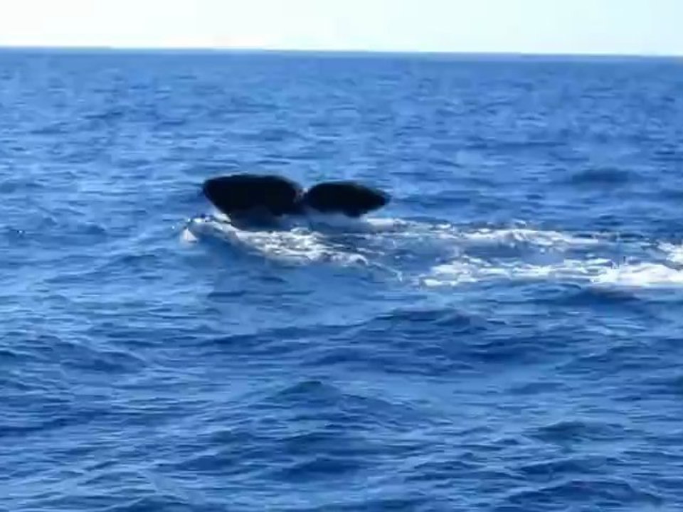 Humpback wale