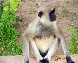 Rajasthan des villages 2012