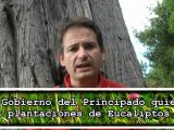 Más eucaliptos en Asturias. Ecologistas critican al Gobierno del Principado