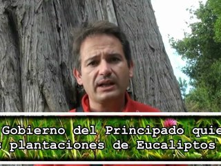 Descargar video: Más eucaliptos en Asturias. Ecologistas critican al Gobierno del Principado