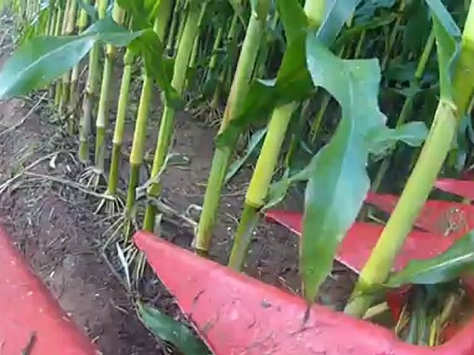 GoPro meets Mais Vol. 1