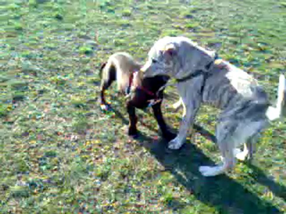 Boyka Pitbull