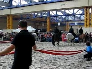 chevaux expo charleroi 016