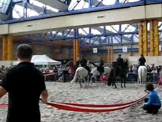 chevaux expo charleroi 017