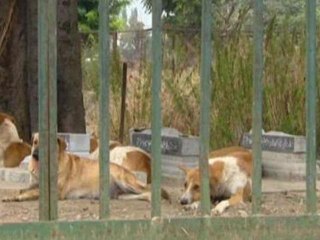 Government tackles stray dogs in Kashmir
