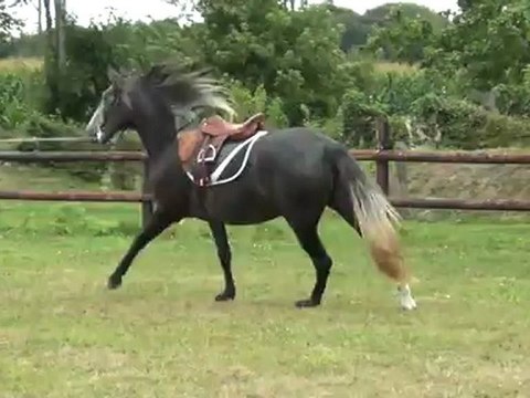 Jument PSL 3 ans 1/2 Galop