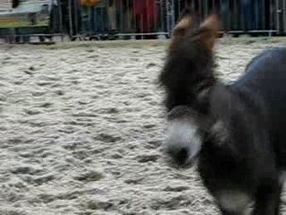 chevaux expo charleroi 020