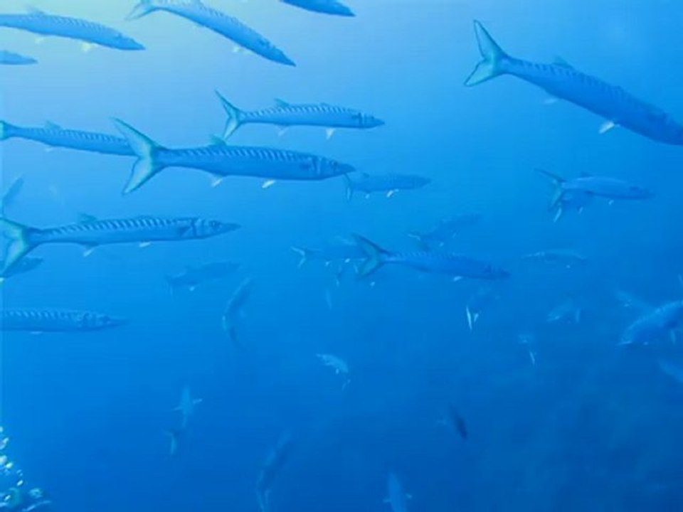 Barracudas - Plongée à la Gabinière - 22 septembre 2012