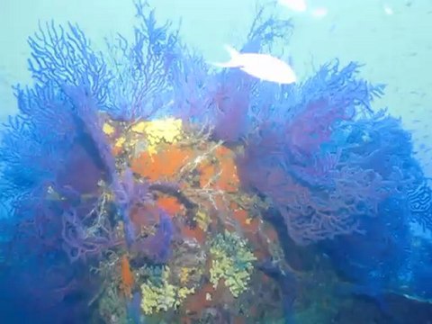 Epave du Togo - 1/2 - Cavalaire le 2 septembre 2012