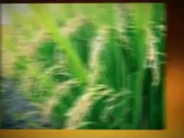 Agriculture Investment