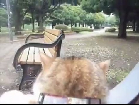 Еще один кот в необычной позе