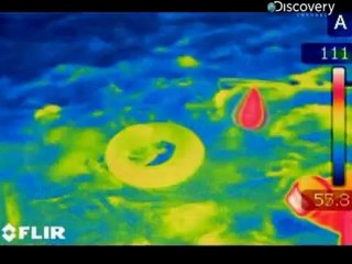 Yilanlar ve Sumo Gurescileri