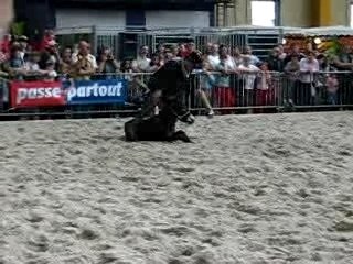 chevaux expo charleroi 022