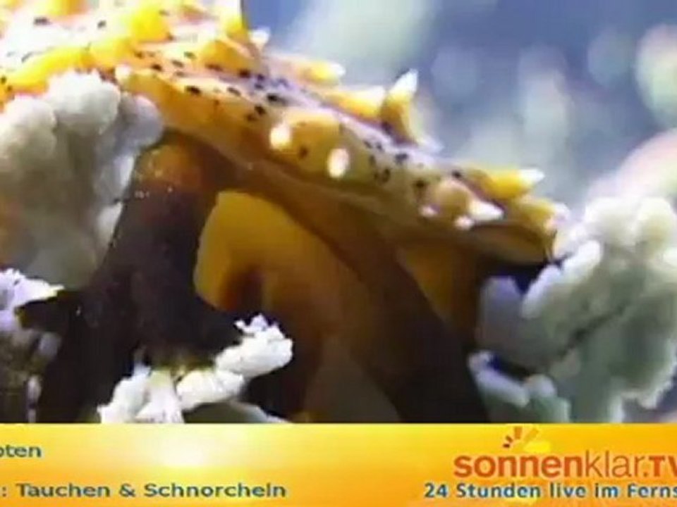 Tipp Tauchen & Schnorcheln