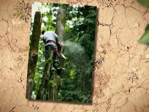 Dave's Tree Service Inc - (386) 253-6405