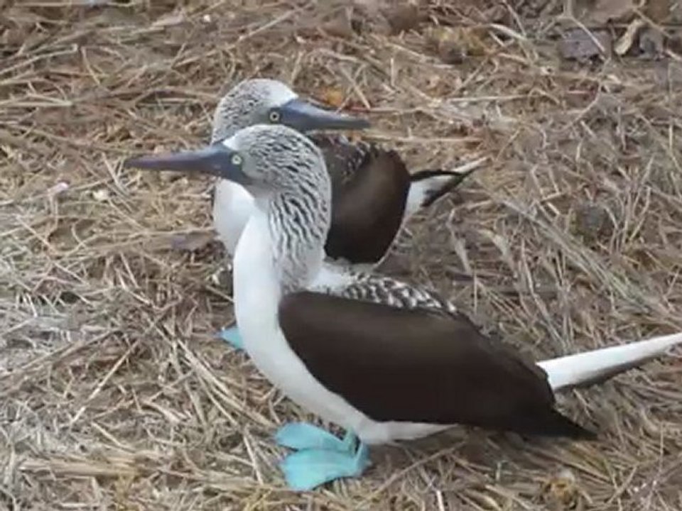Fous à pattes bleues Isla de la Plata