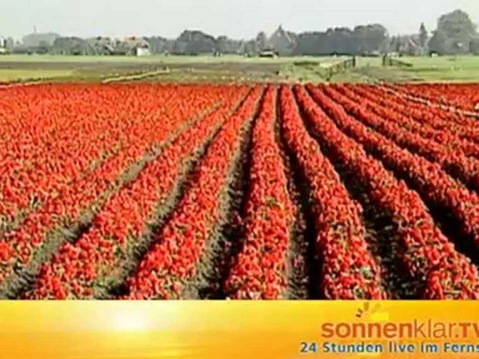 Niederlande allgemein Neu