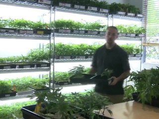 L'Etat américain en guerre contre le cannabis légal