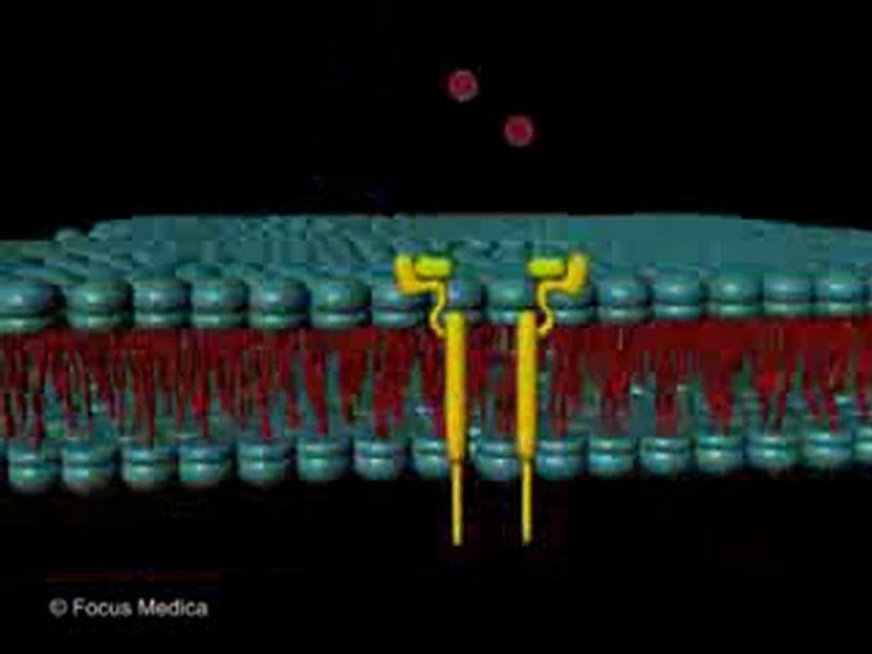 Diabetes (Animated Pocket Dictionary)