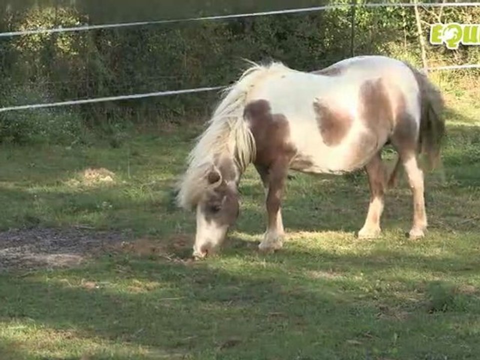 Equitv : Vermifuger son cheval