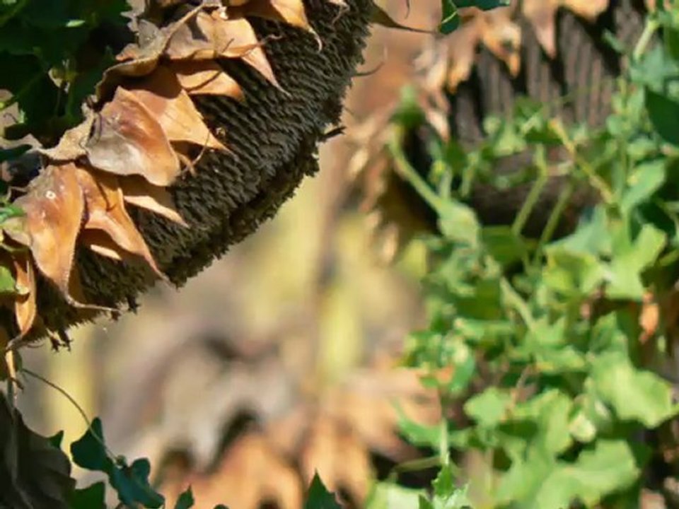 Les soleils révolus (ou fin des tournesols)