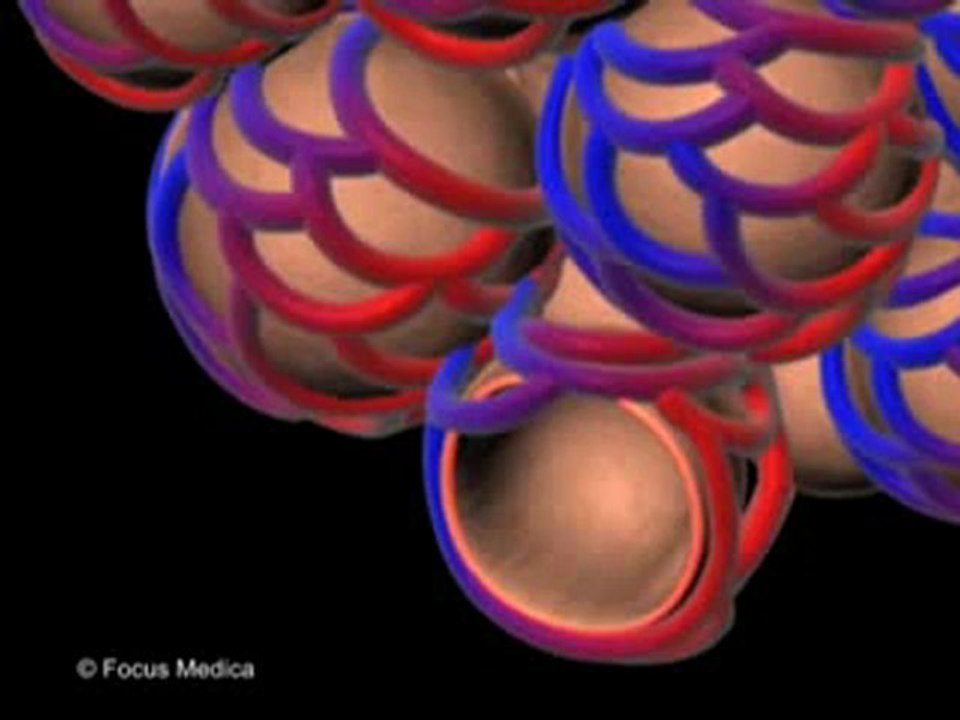 Respiratory Diseases (Animated Pocket Dictionary)