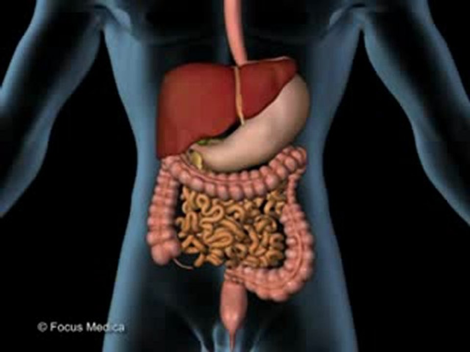 Abdomen (Animated Pocket Dictionary)