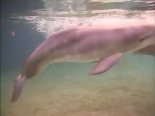 O nascimento de golfinho num parque no Havaí