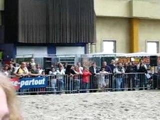 chevaux expo charleroi 029