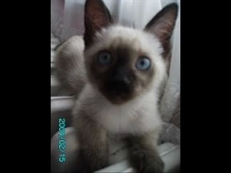 Ozan Arif - Adam Değilmiş