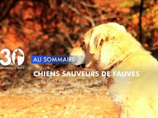 Sommaire émission 30 Millions d'Amis 29/9/2012