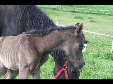 CHAHINA AL ORROUY, POULICE ARABE NOIRE NEE EN 2012