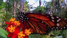 Papillorama