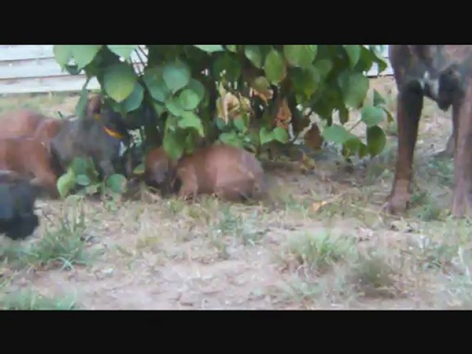 Les Bibous à 35 jours, 2012-09-23 (CHEYENNE de SAINT QUINIS X UCELLO du DOLON / Portée des "H" 2012)