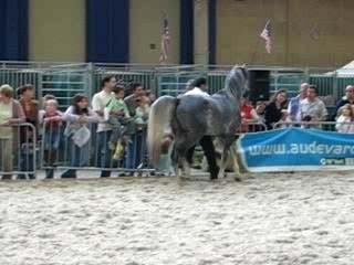 chevaux expo charleroi 031