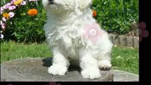 Bichón Frisé