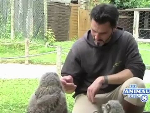 Les animaux de la 8 : bébés rapaces à Provins