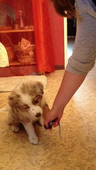 Heaven entrainement clicker , 3 mois.