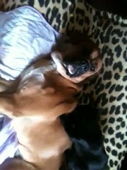 chat calin avec chien