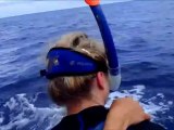 Nage avec les dauphins communs